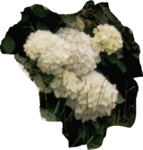 Ortensie