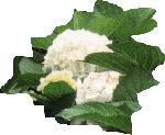 Ortensie