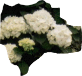 Ortensie