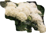 Ortensie