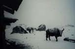 Yak sotto la neve