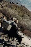 Yak